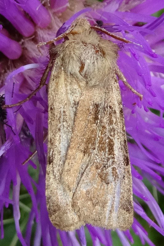 Chersotis sp. - Noctuidae